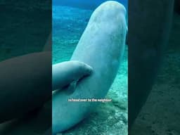 Introducing Dot | The Baby Manatee #conservation #naturelovers