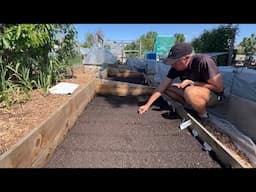 The highs and lows of sowing winter carrots
