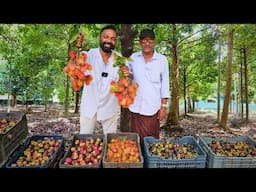 43 ലക്ഷം രൂപ ഏക്കറിൽ വരുമാനം! 43 lakhs per acre from Mangosteen - largest Mangosteen farm in Kerala