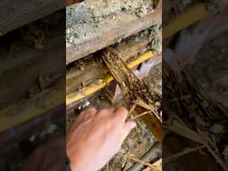 The worst nightmare happened during a renovation..