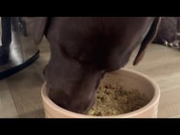 Day 7. Pure Pet Food. Boomer our chocolate Labrador loves it. Check comments for 50% discount.