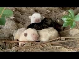Mother passed out, 4 puppies a few days old hugged each other and cried loudly because of hunger