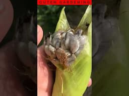 Is This Black Inky Corn Smut Fungus Worth Eating?