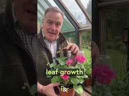 Pelargoniums - Top Tip for Amazing Flowers this Summer!
