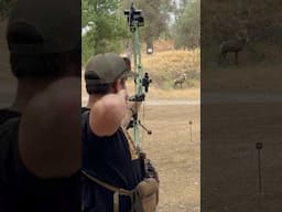 46 yard shot on a Sheep Target #archery #bowhunting