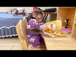 Abi monkey obediently studies when home alone