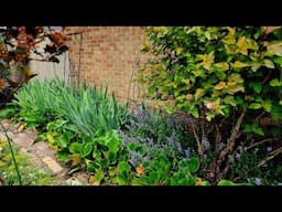 Before & After - Deadhead and Compost Spent Irises 🤩🌺✂️