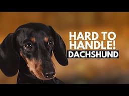 5 Reasons Most People Can't Handle a Dachshund Dog