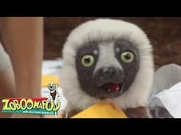 🔴 Zoboomafoo LIVE 24/7 🔴 Talk to Me | Movies for Kids | Cartoon for Kids | Zoboomafoo - WildBrain