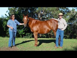 REACTIVE to CONFIDENT! Training a Subscriber's Horse! (Full training session)