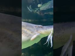 It is something truly grand 🐬