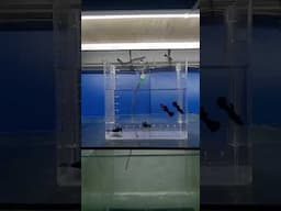 guppy fish black roundtail