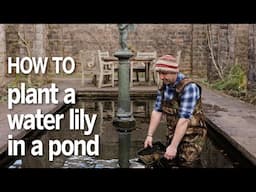 How to plant a water lily in a pond | Head gardener's tips