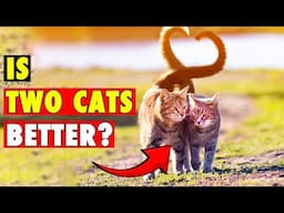 IS Having Two Cats REALLY Better Than One?