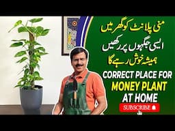 Correct places  to Keep Money Plant indoors | Gardening With Javed Iqbal