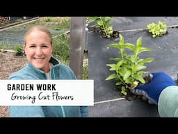 Cut Flower Planting, Self Seeded Flowers and New Projects!  Sunshine and Flora