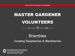 Meet Us in the Garden: Brambles — Growing Blackberries & Raspberries