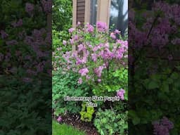 Beautiful Lilac "Bloomerang Dark Purple " #shorts #lilac