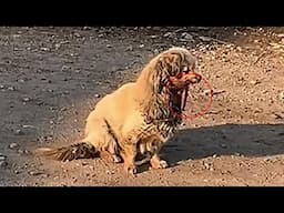 Abandoned on the street with her tongue exposed, she begged for help, but no one came!