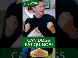 Quinoa Is Better Than Rice for Dogs?! Rob Lowe Answers—Can He Win Puppy Playtime?