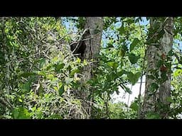 Treed Feral Cat!!