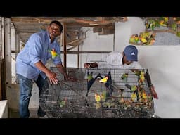 Love Birds Released At Our New Farm / Parrot Dipankar New Farm Update.