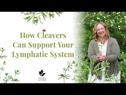Benefits of Cleavers for the Lymphatic System