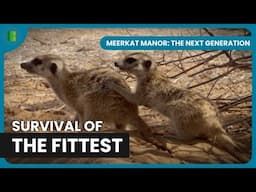 Power Struggles Shake Meerkat Territory | Meerkat Manor: The Next Generation