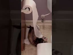 Toilet paper is meant for ferret entertainment, right? #ferrets