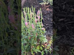 Before and After Of Our Flower Beds