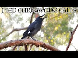 Currawong Calls are nothing like you’ve heard before!