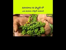 మిరియాలు ఎలా పండిస్తారో చూడండి | #facts #telugushorts #telugufacts #animals #telugu #telugunews