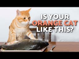 What Are Orange Cats Like? 😻 Discover the Personality Stereotype!🙀