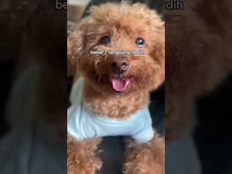 ANABUL LIAT SAPI QURBAN