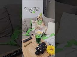 Happy Birthday Daisy! 🐾💚 #doglife #goldenretriever #humor #dogbirthday