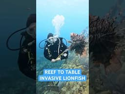 Reef To Table Invasive Lionfish Hunting in Bermuda
