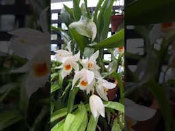 #shorts Coelogyne Jannine Banks in bloom ...again!!  #orchid #orchids