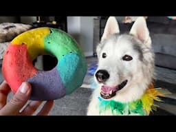 My Dog's Reaction to These Homemade Donuts Was NOT What I Expected! 🧐