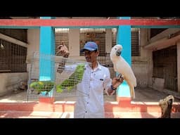 Yellow Napped Amazon Parrot Moved Into Our New Farm / Meet Manka After A Long Time.