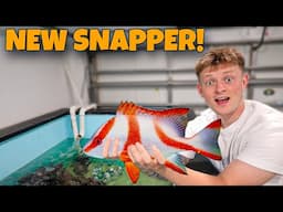 I BOUGHT AN EMPEROR SNAPPER!