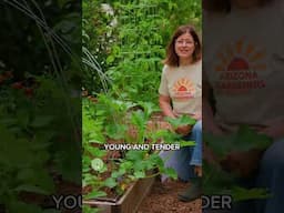 How to Grow Summer Squash (And Stop Squash Bugs!)