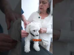 This Dog Went From Limping to Jumping!