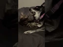 Dog vs Cat #shorts #animals #cut