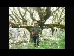 Eoghan's Irish Rainforest