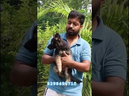 German Shephard puppy shortsin lap. #germanshepherd #dog #bihar