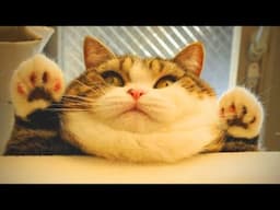 You Got To Love Big Cats!
