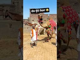 Chal Oye Sewka 😂 Full Video 👆| Kaku Mehnian