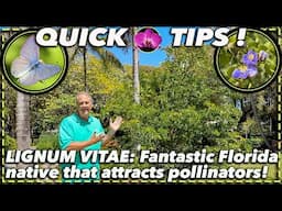 GROW A LEGEND: Florida's Low Maintenance, Highly Resilient Tree!