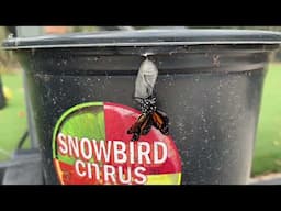AMAZING Video of Butterfly Escaping Chrysalis in REAL TIME! Nature is AWESOME!