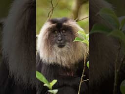 Have you seen this animal ever? #LionTailedMacaque #aarzookhurana #wildlife